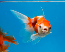 Load image into Gallery viewer, Orange and White Oranda  (3.5-4.25 inches)