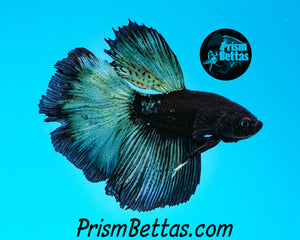 Blacklight Halfmoon Male