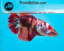 Load image into Gallery viewer, Candy Koi Halfmoon Female