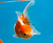 Load image into Gallery viewer, Orange and White Oranda  (3.5-4.25 inches)