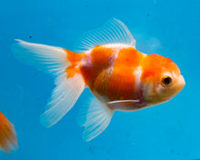 Load image into Gallery viewer, Orange and White Oranda  (3.5-4.25 inches)