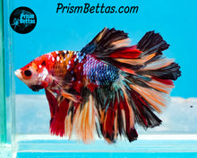 Load image into Gallery viewer, Candy Koi Halfmoon Male