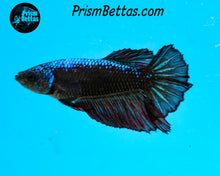 Load image into Gallery viewer, Blacklight Samurai Halfmoon Female