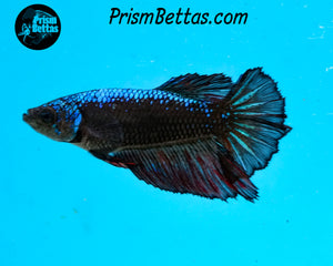 Blacklight Samurai Halfmoon Female