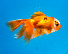 Load image into Gallery viewer, Tricolor Oranda  (3.5-4.25 inches)