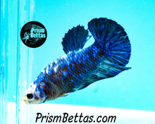 Load image into Gallery viewer, Marble Halfmoon Plakat Male