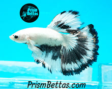 Load image into Gallery viewer, Platinum/Copper Butterfly Marble Halfmoon Male