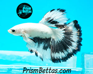 Platinum/Copper Butterfly Marble Halfmoon Male