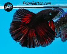 Load image into Gallery viewer, Red Devil Rosetail Halfmoon Male