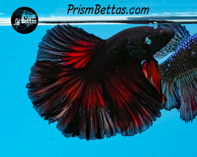 Red Devil Rosetail Halfmoon Male