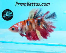 Load image into Gallery viewer, Candy Koi Halfmoon Female Buy 4 Get 1 Free