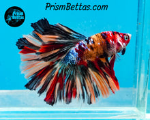 Load image into Gallery viewer, Candy Koi Halfmoon Male