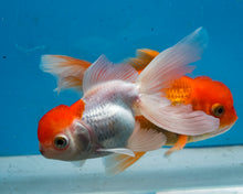 Load image into Gallery viewer, Red-capped Oranda  (3.5-4.25 inches)