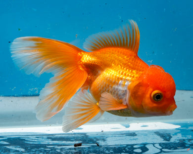 Orange and White Oranda  (3.5-4.25 inches)