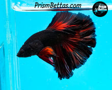 Load image into Gallery viewer, Red Devil Rosetail Halfmoon Male