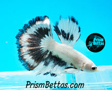 Load image into Gallery viewer, Platinum/Copper Butterfly Marble Halfmoon Male