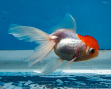 Load image into Gallery viewer, Red-capped Oranda  (3.5-4.25 inches)