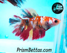 Load image into Gallery viewer, Candy Koi Halfmoon Female Buy 4 Get 1 Free