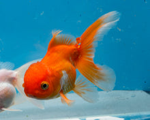 Load image into Gallery viewer, Orange and White Oranda  (3.5-4.25 inches)