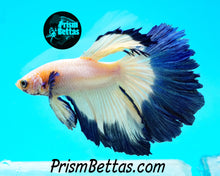 Load image into Gallery viewer, Blue Rim Marble Halfmoon Male