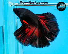 Load image into Gallery viewer, Red Devil Rosetail Halfmoon Male