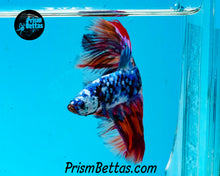 Load image into Gallery viewer, Rainbow Marble Halfmoon Male
