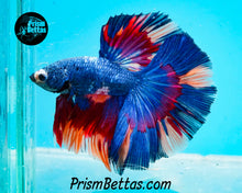 Load image into Gallery viewer, Rainbow Marble Halfmoon Male