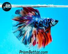 Load image into Gallery viewer, Rainbow Marble Halfmoon Male