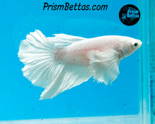 Load image into Gallery viewer, White Dumbo Halfmoon Male
