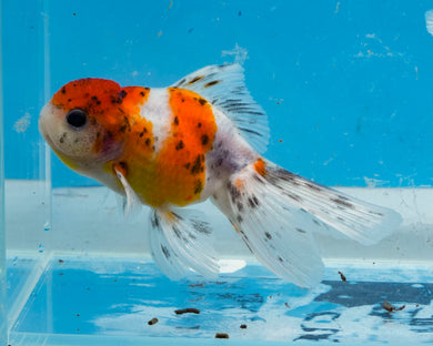 Calico Oranda (3.5-4.25 inches)
