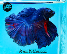 Load image into Gallery viewer, Blue Halfmoon Male