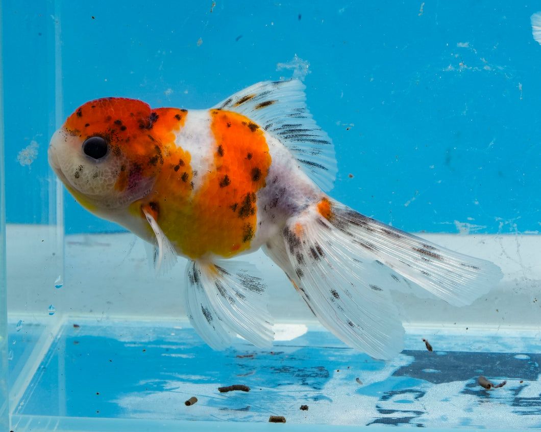 Calico Oranda (3.5-4.25 inches)