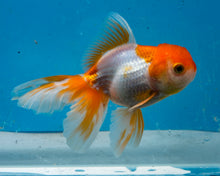 Load image into Gallery viewer, Orange and White Oranda (3.5-4.25 inches)
