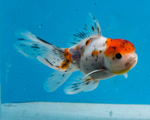 Load image into Gallery viewer, Calico Oranda (3.5-4.25 inches)