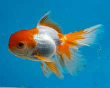 Load image into Gallery viewer, Orange and White Oranda (3.5-4.25 inches)