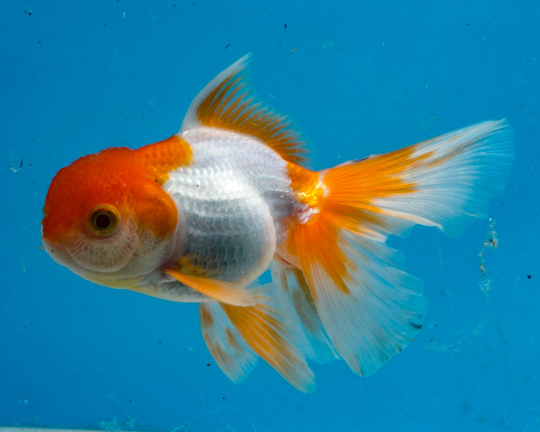Orange and White Oranda (3.5-4.25 inches)