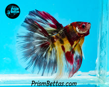 Load image into Gallery viewer, Candy Koi Halfmoon Male