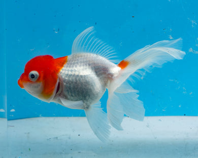 Red and White Oranda (3.5-4.25 inches)