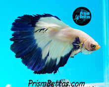 Load image into Gallery viewer, Blue Rim Marble Halfmoon Male