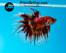 Load image into Gallery viewer, Candy Koi Crowntail Male