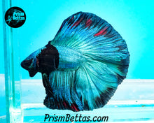 Load image into Gallery viewer, Blacklight Marble Doubletail Halfmoon Male