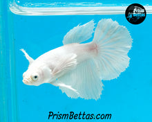 Load image into Gallery viewer, White Dumbo Halfmoon Male