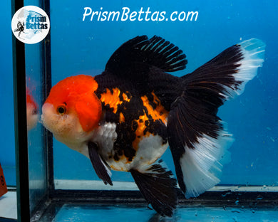 XXL Tricolor Oranda Female (5 inches) Imported in Thailand