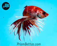 Load image into Gallery viewer, Candy Koi Crowntail Male