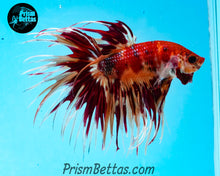 Load image into Gallery viewer, Candy Koi Crowntail Male