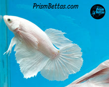 Load image into Gallery viewer, White Dumbo Halfmoon Male