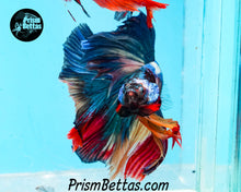 Load image into Gallery viewer, Rainbow Marble Halfmoon Male