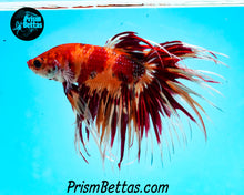 Load image into Gallery viewer, Candy Koi Crowntail Male