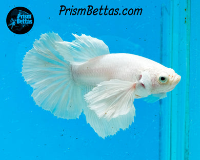 White Dumbo Halfmoon Male