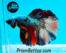 Load image into Gallery viewer, Rainbow Marble Halfmoon Male